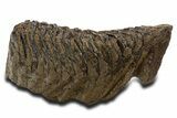 Fossil Elderly Woolly Mammoth Lower Left M Molar - Poland #337180-4